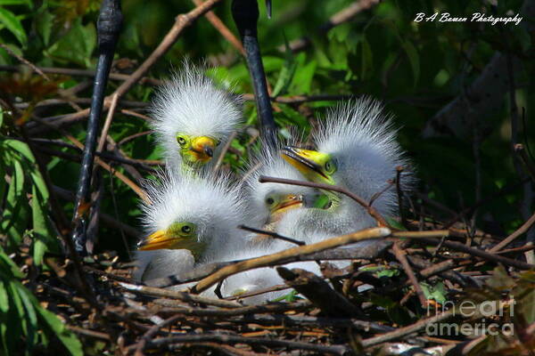 Great White Egret Art Print featuring the photograph Quadruplets by Barbara Bowen