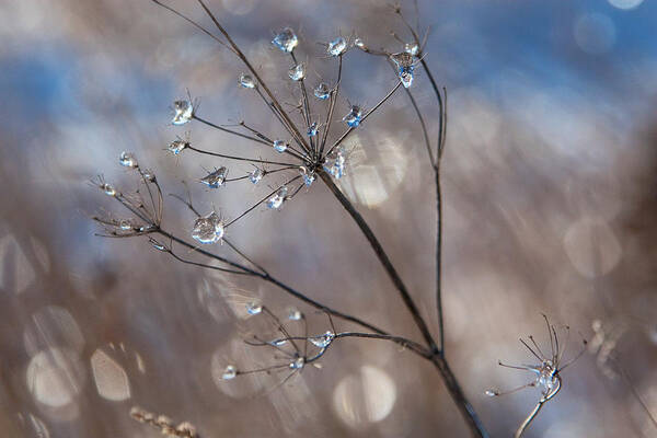 Nature Art Print featuring the photograph Queen Anne's Ice by Jane Melgaard