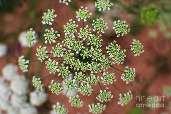 Queen Anne's Lace Art Print featuring the photograph Queen Anne's Lace by Ella Kaye Dickey
