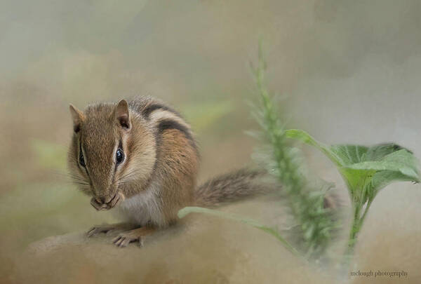  Nature's Critters Art Print featuring the photograph Quiet Lunch by Mary Clough