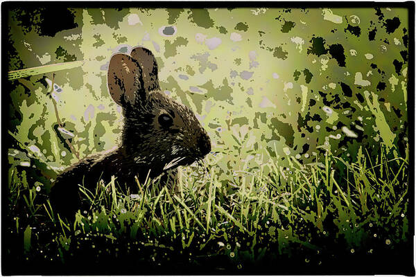 Rabbit Art Print featuring the photograph Rabbit In Meadow by Richard Goldman