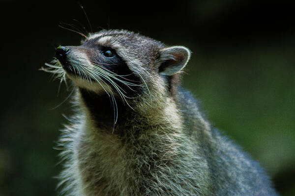 Nature Art Print featuring the photograph Raccoon 1 by Jason Brooks