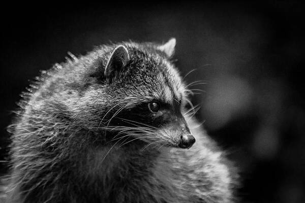 Wildlife Art Print featuring the photograph Raccoon 3 by Jason Brooks