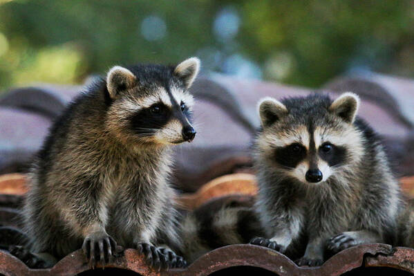 A Pair Of Raccoons Art Print featuring the photograph Racoons on the Roof by Dorothy Cunningham
