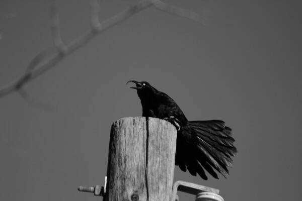 Black And White Photograph Art Print featuring the photograph Raging Crow by Colleen Cornelius