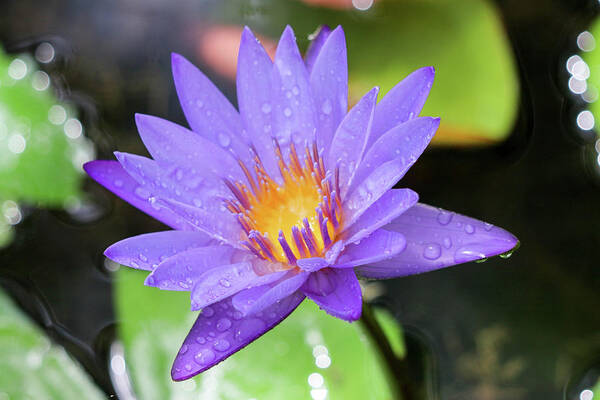 Water Lily Art Print featuring the photograph Rain-dropped Waterlily by Mary Anne Delgado