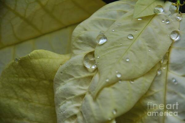 Adrian-deleon Art Print featuring the photograph Rain drops on a White Poinsettia by Adrian De Leon Art and Photography