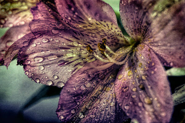 Pink Art Print featuring the photograph Rain drops on Lily by Lilia D