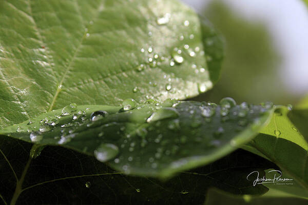 Water Drops Art Print featuring the photograph Rain by Jackson Pearson