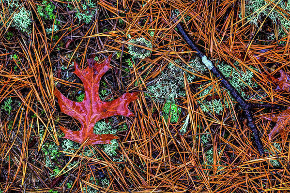 Oak Leaves Art Print featuring the photograph Rain Study#14 Pine Barrens by Steve Gravano