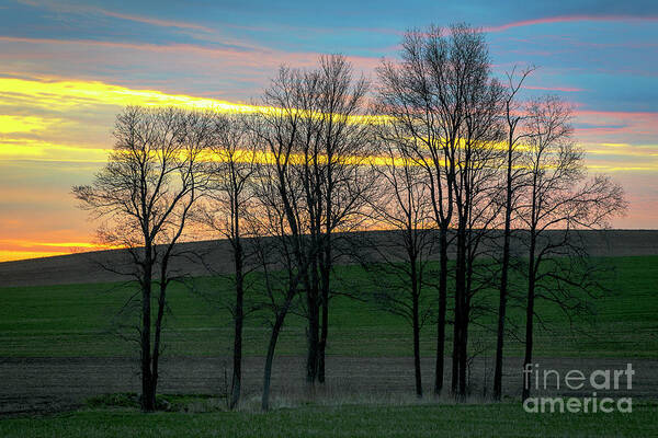 Sunrise Art Print featuring the photograph Rainbow Color Tree Horizon by Joann Long