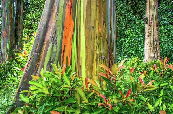 Eucalyptus Art Print featuring the photograph Rainbow Eucalyptus 3 by Will Wagner