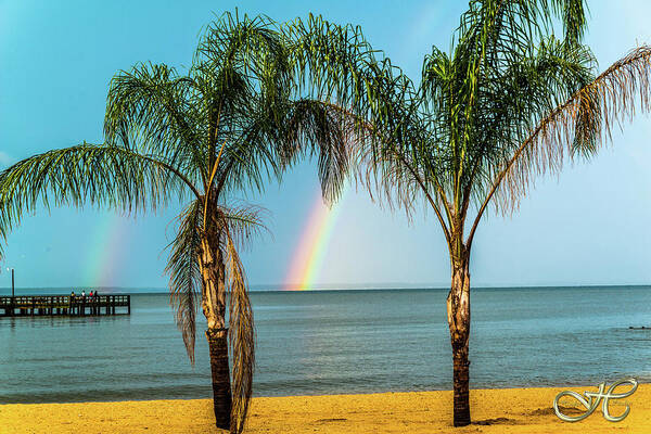  Art Print featuring the photograph Rainbowpalm by Robert Hooker