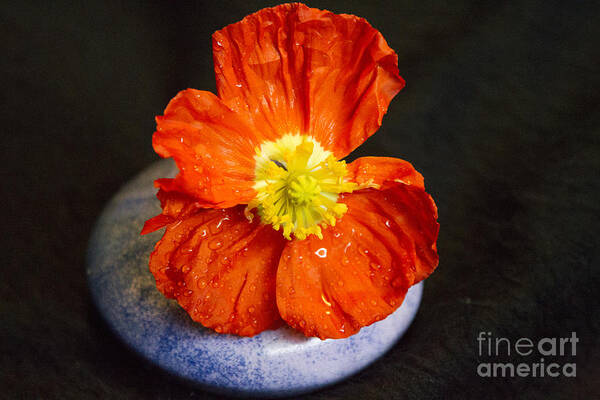 Raindrops Art Print featuring the photograph Raindrops on Poppy by Jeanette French