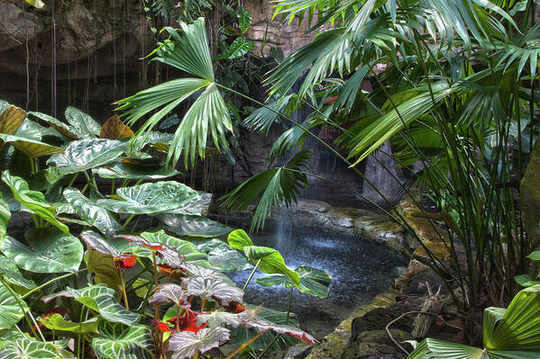 Botanical Art Print featuring the photograph Rainforest by James Woody