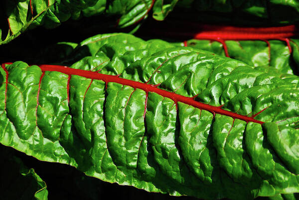 Kale Art Print featuring the photograph Raw Food by Harry Spitz