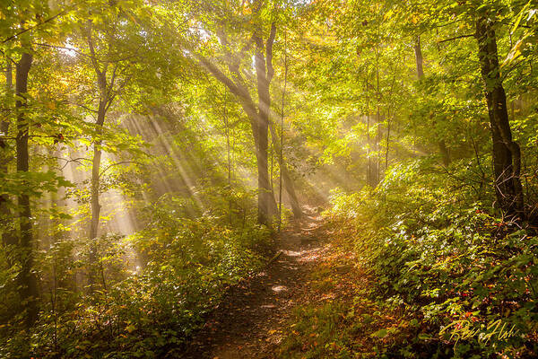 Atmosphere Art Print featuring the photograph Rays of Light in the Forest by Rikk Flohr