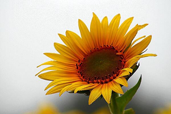 Sunflower Art Print featuring the photograph Reaching for the Sun by Karen McKenzie McAdoo