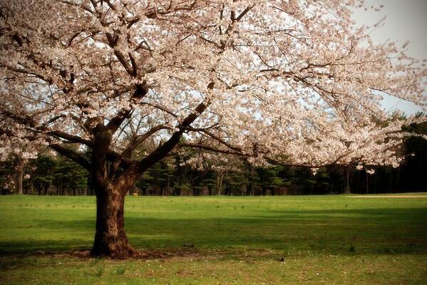 Cherry Blossom Trees Art Print featuring the photograph Reaching Out - Ocean County Park by Angie Tirado