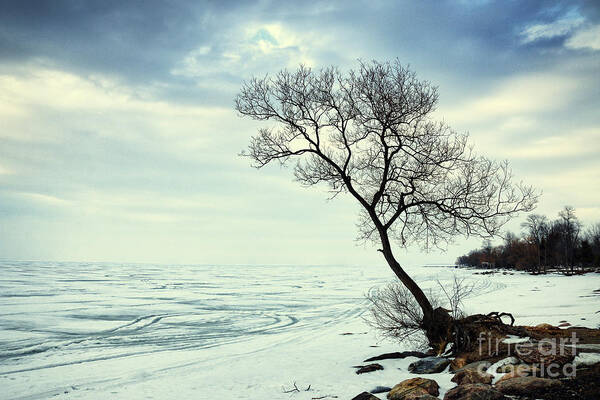 Winter Art Print featuring the photograph Ready for Awakening by Charline Xia