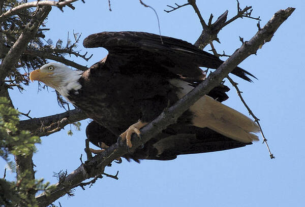 Eagle Art Print featuring the photograph Ready for Take-off NW3068A by Mary Gaines