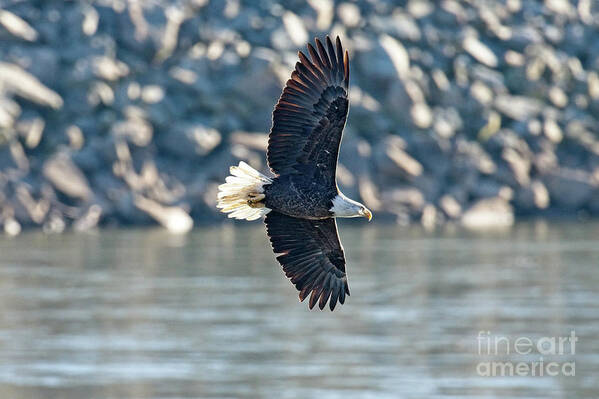 Eagle Art Print featuring the photograph Ready To Strike by Craig Leaper