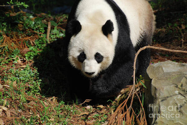 Panda Art Print featuring the photograph Really Sweet Giant Panda Bear Waddling Around by DejaVu Designs