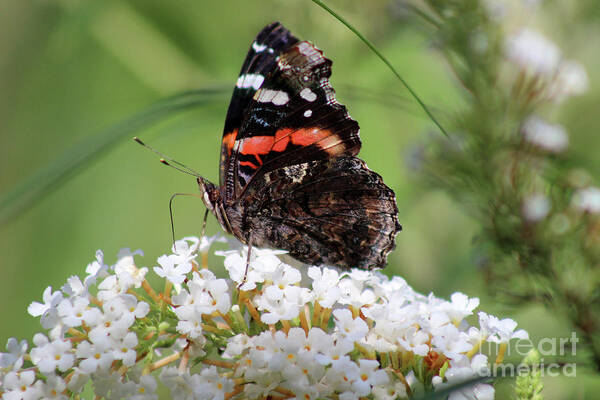 Butterfly Art Print featuring the photograph Red Admiral Butterfly Ventral View by Karen Adams