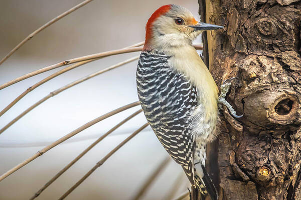 Woodpecker Art Print featuring the photograph Red Bellied Woodpecker Img 6 by Bruce Pritchett