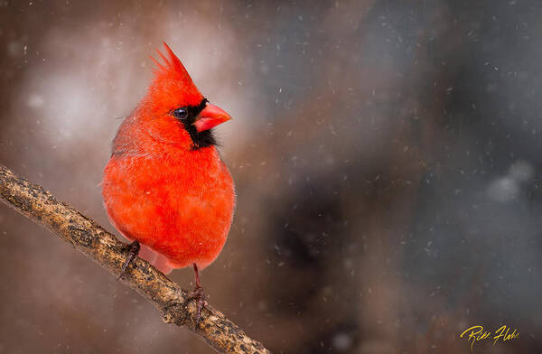 Animals Art Print featuring the photograph Red Bird in the Snow by Rikk Flohr