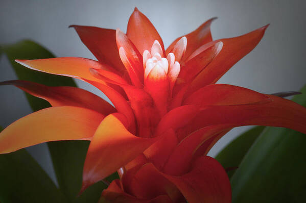 Bromeliad Art Print featuring the photograph Red Bromeliad Bloom. by Terence Davis
