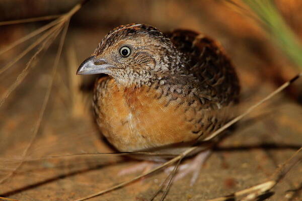 Red-chested Button-quail Art Print featuring the photograph Red-chested Button-quail by Bruce J Robinson