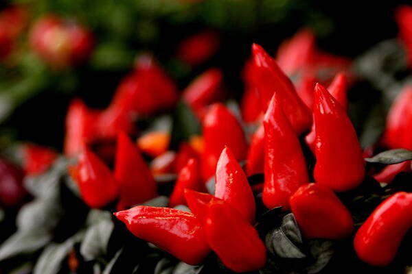 Red Art Print featuring the photograph Red Chillies by Silpa Saseendran