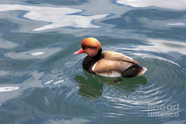 Red Crested Pochard Art Print featuring the photograph Red crested pochard by Louise Heusinkveld