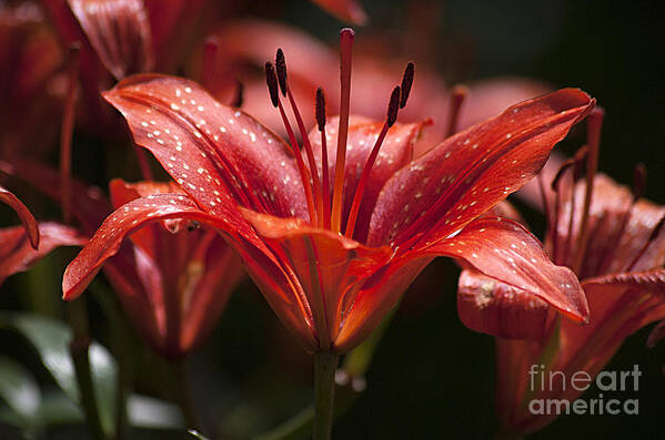 Red Art Print featuring the photograph Red Day Lily 20120615_52a by Tina Hopkins