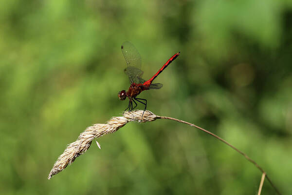 Dragon Fly Art Print featuring the photograph Red Dragonfly 070818 by Mary Bedy