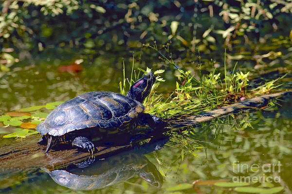 Red Eared Slider Turtle Art Print featuring the photograph Red Eared Slider Turtle with Reflection by Sharon Talson