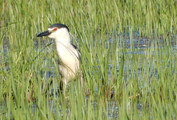 Heron Art Print featuring the photograph Red Eye by Betty-Anne McDonald