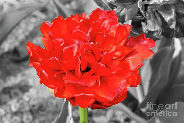 Red Art Print featuring the photograph Red Flower by E B Schmidt