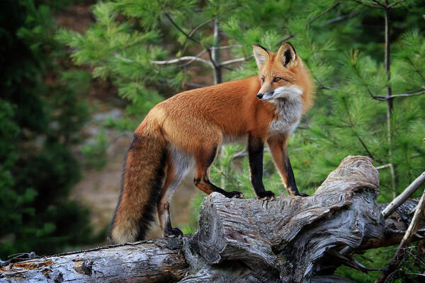 Gary Hall Art Print featuring the photograph Red Fox 4 by Gary Hall