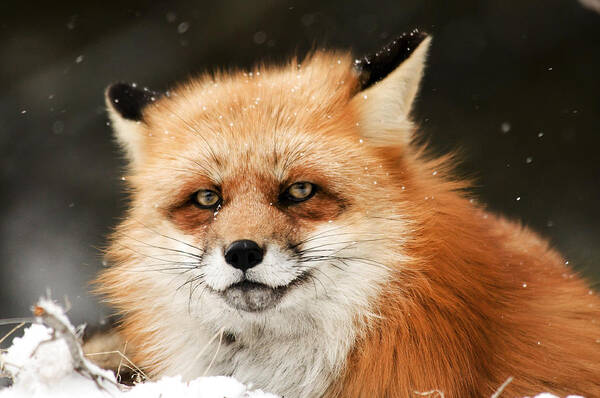 Fox Art Print featuring the photograph Red Fox by Scott Read