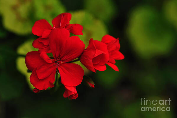 Photography Art Print featuring the photograph Red Geranium by Kaye Menner