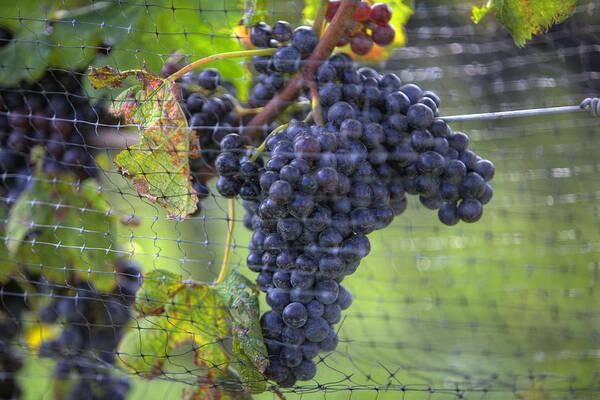 Grapes Art Print featuring the photograph Red grapes by Steve Gravano