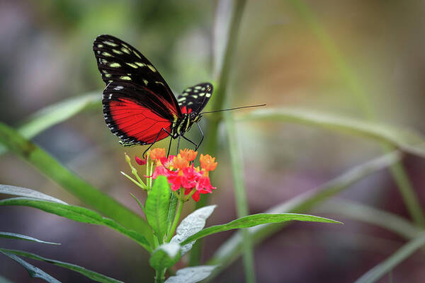 Red Art Print featuring the photograph Red Heliconius Hecale Butterfly by Tim Abeln