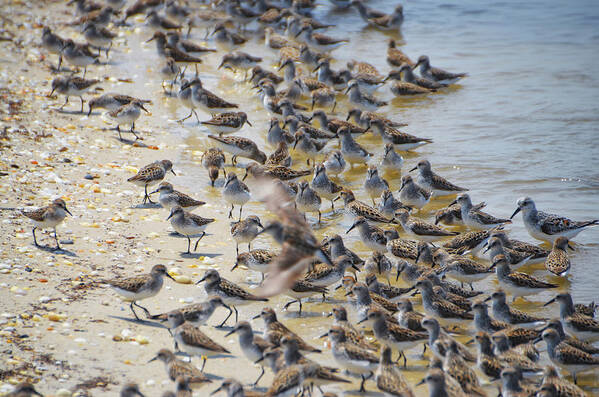 Red Art Print featuring the photograph Red Knot Migration on the Delaware Bay by Bill Cannon