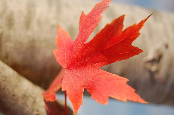 Red Art Print featuring the photograph Red Leaf by Patty Vicknair