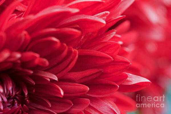 Red Art Print featuring the photograph Red Mum by Jim Gillen