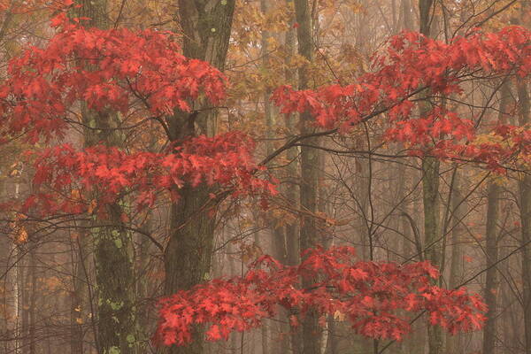 Oak Art Print featuring the photograph Red Oak in Fog by John Burk