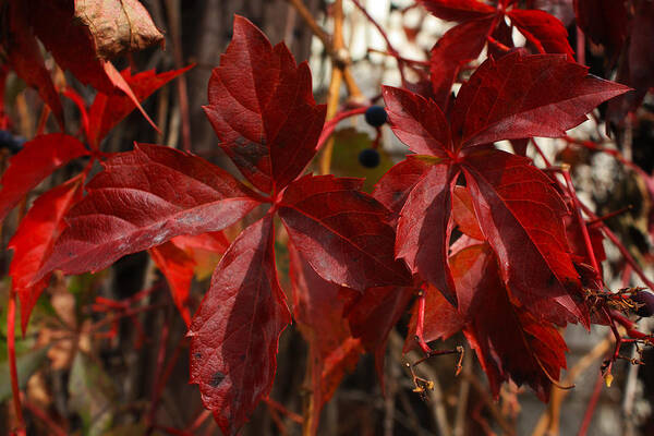 Fall Colours Fall Color Autumn Leaves Leaf Red Leaf Red Leaves Art Print featuring the photograph Red October by David Matthews