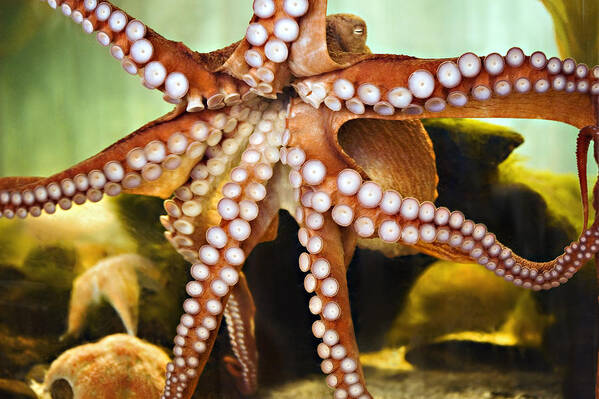 Aquarium Art Print featuring the photograph Red Octopus by Marilyn Hunt